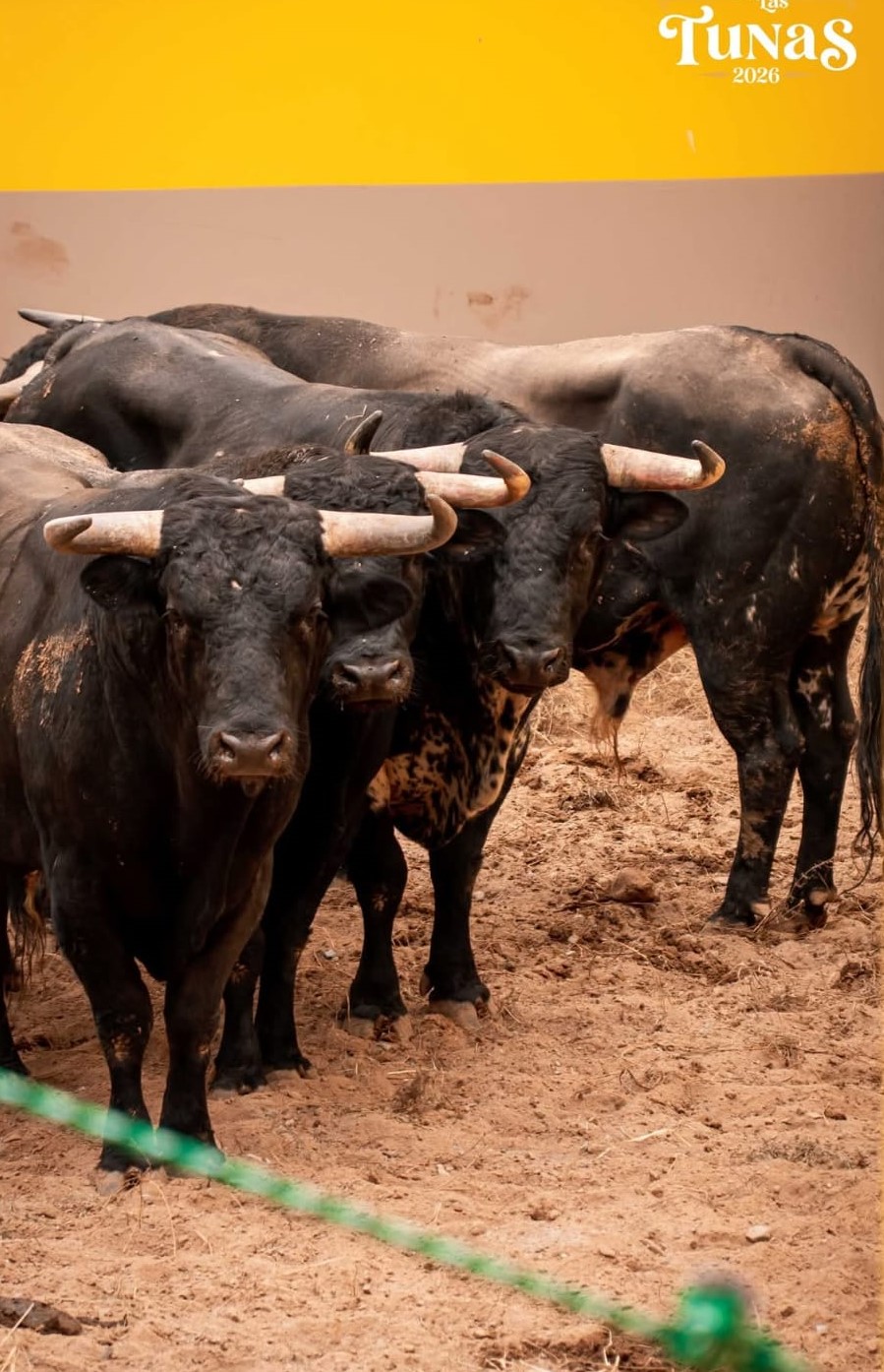 Toros de Casta & Ganadería
